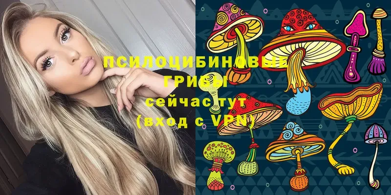 Галлюциногенные грибы Psilocybe  Балей 